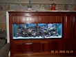 salt water fish tank